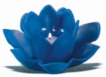 Кувшинка декоративная